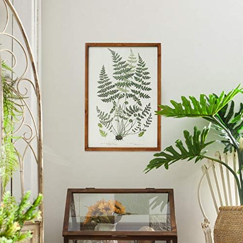 NIKKY HAZA Botanikus Növény Nyomatok Bekeretezett - 20 x 14 Fern Képek Művészet-Fali Dekor - Vintage Megjelenés Valódi Fa